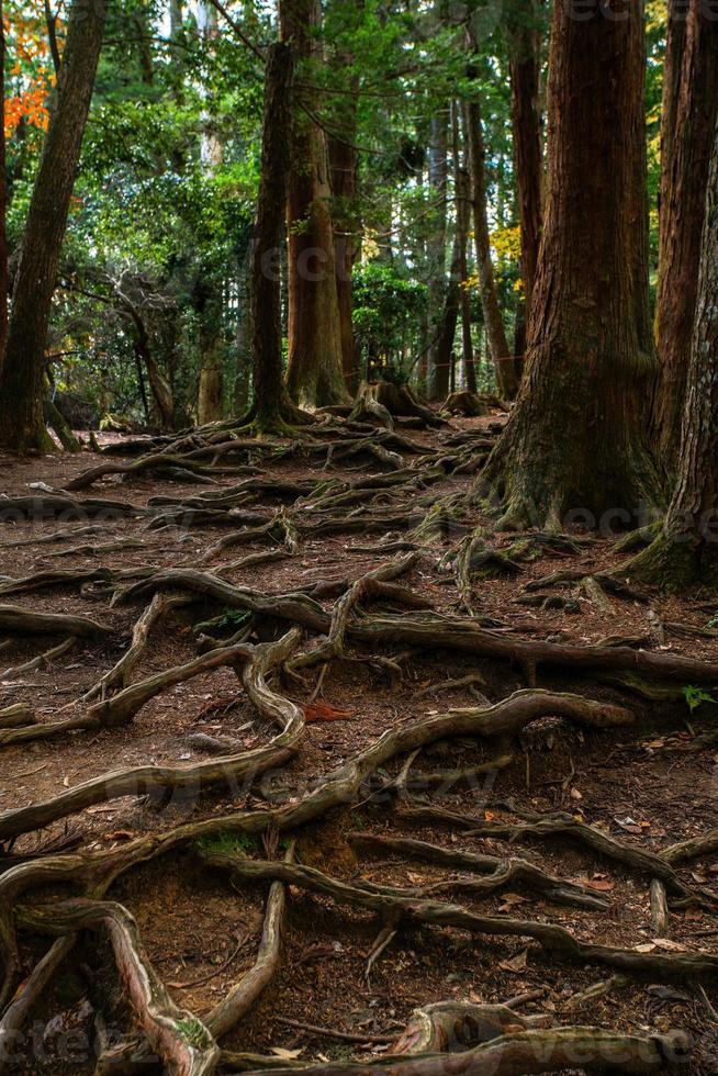 kinone michi, raiz de árvore exposta no chão da trilha de caminhada no monte kurama, a passagem entre kurama-dera para o santuário de kifune, prefeitura de kyoto, kansai, japão foto