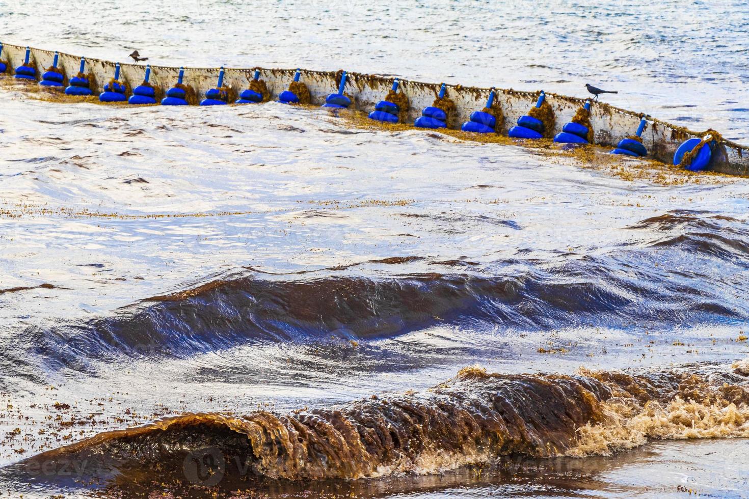 água de praia muito nojenta com algas vermelhas sargazo carribean méxico. foto