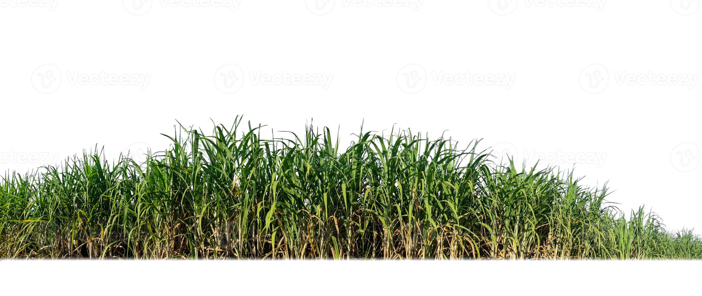 cana-de-açúcar isolada no fundo branco e traçado de recorte foto