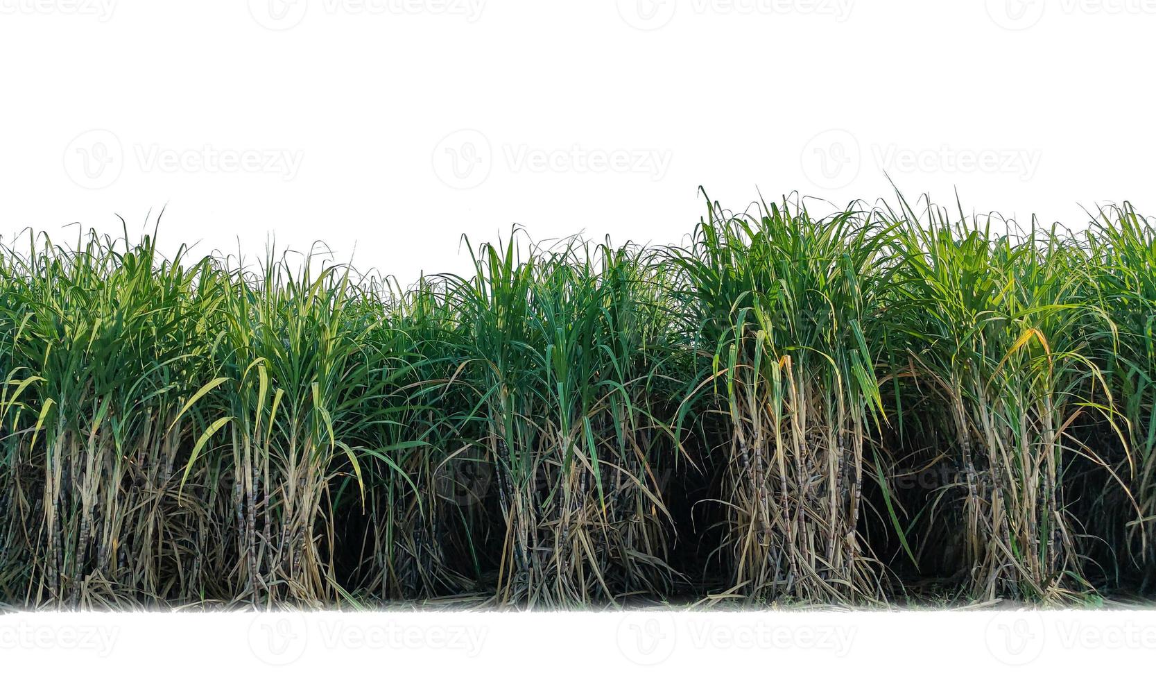 cana-de-açúcar isolada no fundo branco e traçado de recorte foto