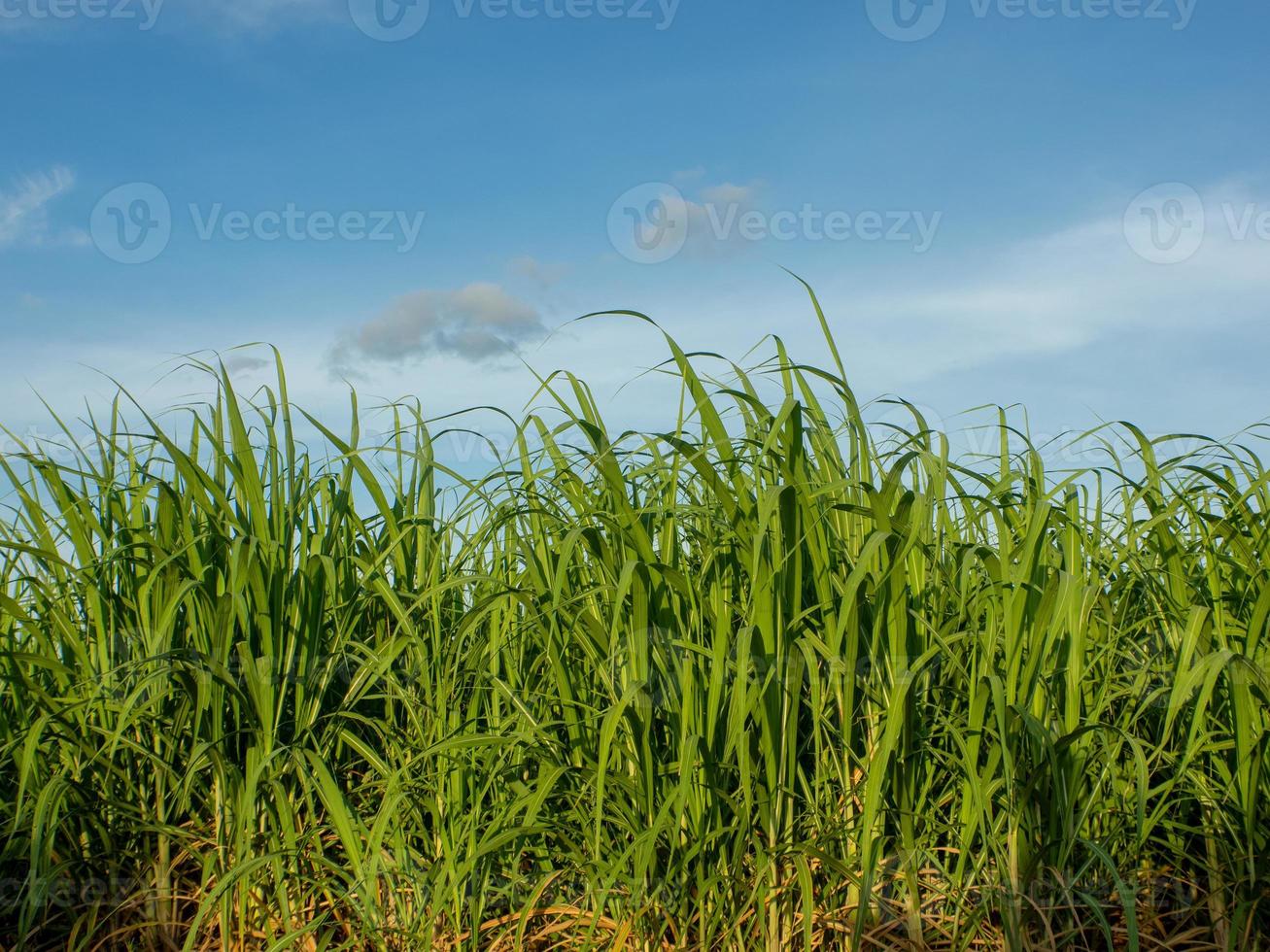 campo de cana-de-açúcar ao nascer do sol. vista aérea ou vista superior da cana-de-açúcar ou agricultura na tailândia. foto