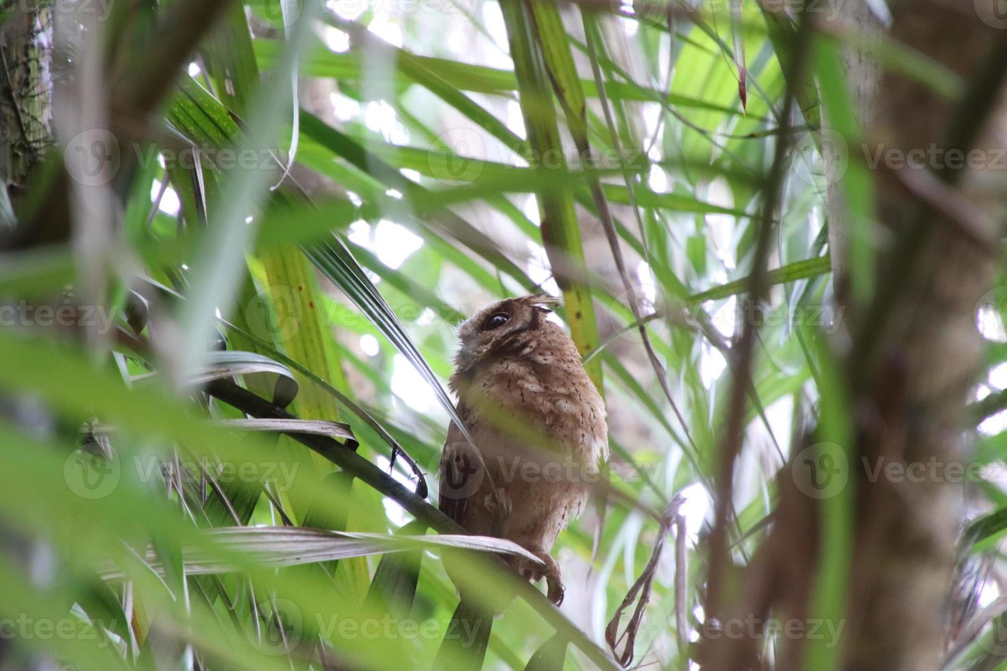 sunda scops coruja entre palmeiras foto