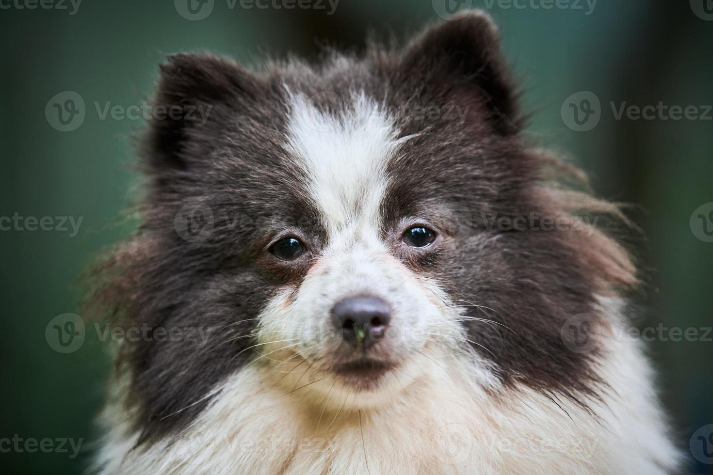 cão spitz pomeranian no jardim, fechar o retrato do rosto foto