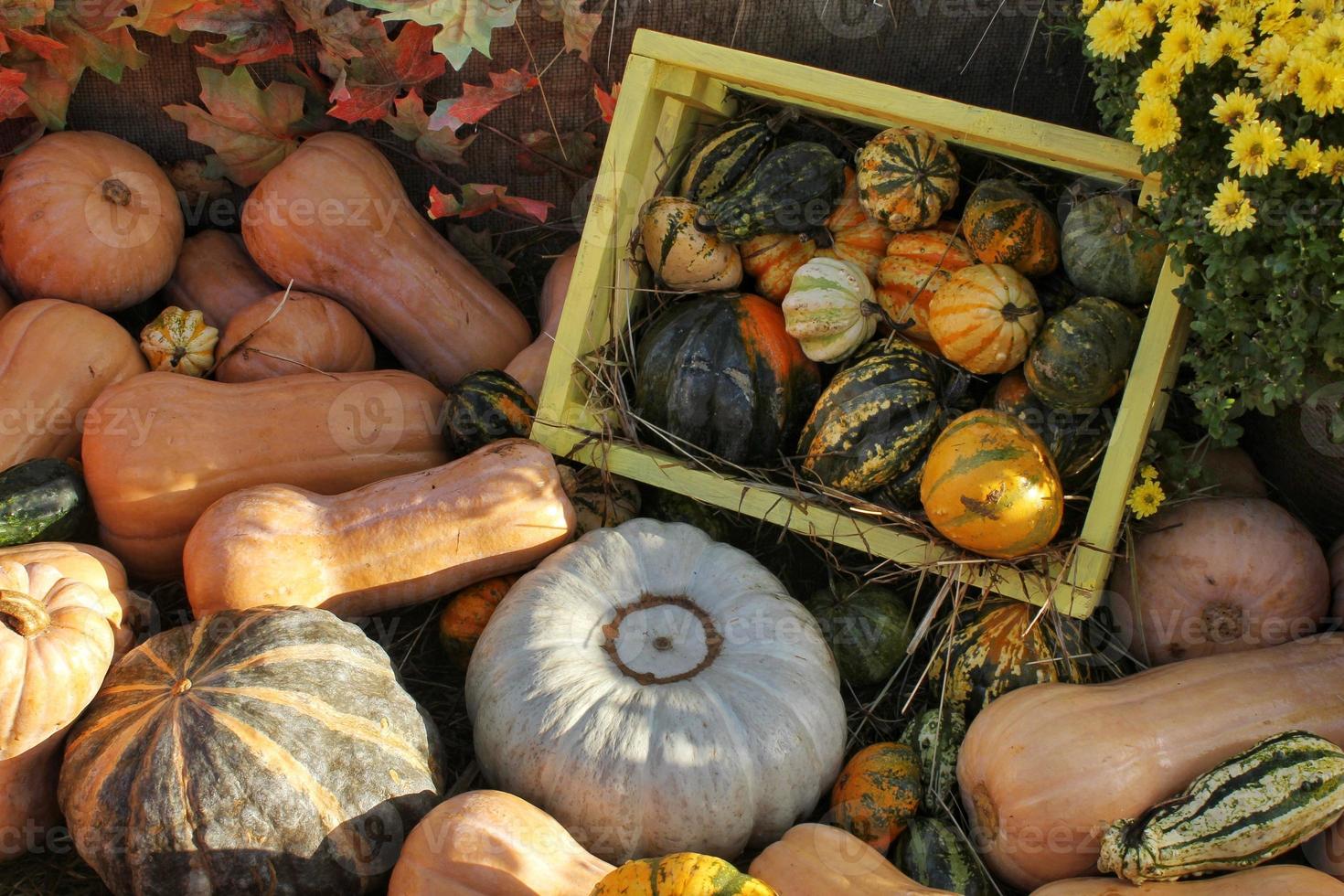 abóboras e cabaças orgânicas coloridas na feira agrícola. colhendo o conceito de tempo de outono. jardim queda planta natural. decoração de dia das bruxas de ação de graças. fundo rural fazenda festiva. comida vegetariana. foto