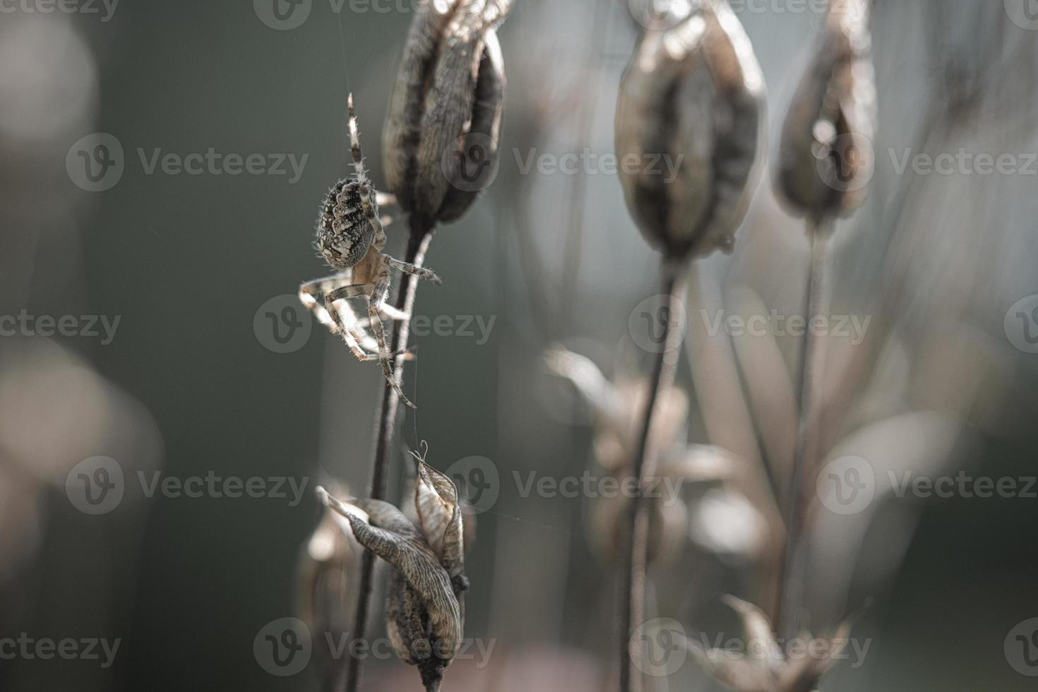 aranha cruzada rastejando em um fio de aranha para uma planta. um caçador útil entre insetos foto