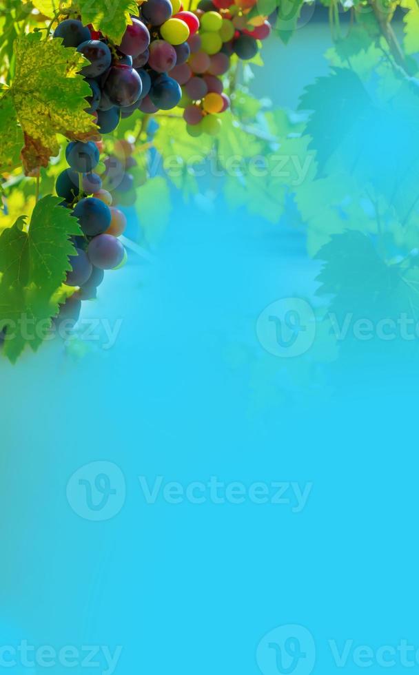um ramo de folhas de uva contra um céu azul claro. copie o espaço. foto