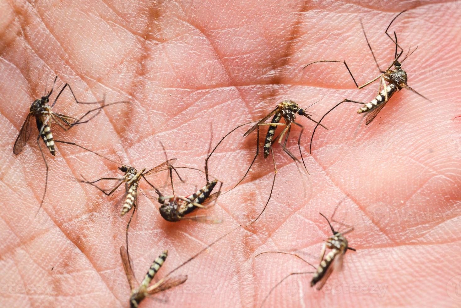 mosquitos estão se alimentando de sangue da pele humana. mosquitos são portadores da dengue e da malária. A dengue é muito prevalente durante a estação chuvosa. foto