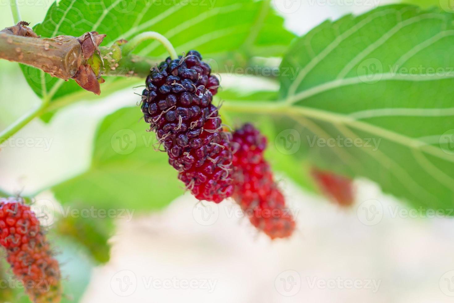 frutas frescas de amora vermelha no galho de árvore foto