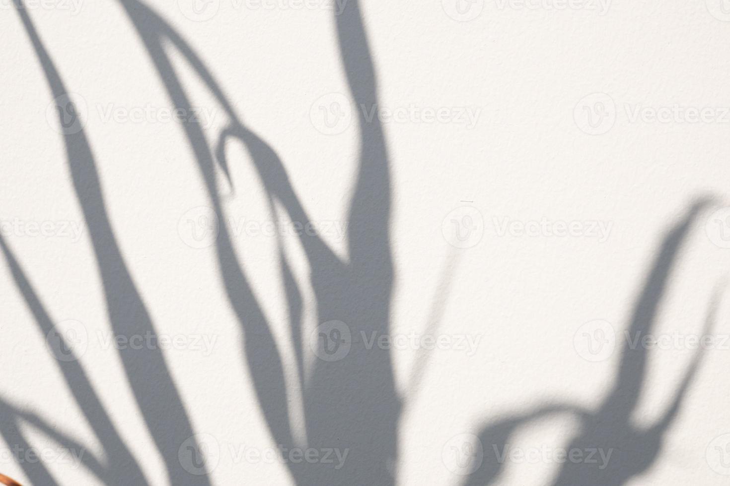 árvore natural abstrata deixa sombra no fundo da parede branca foto