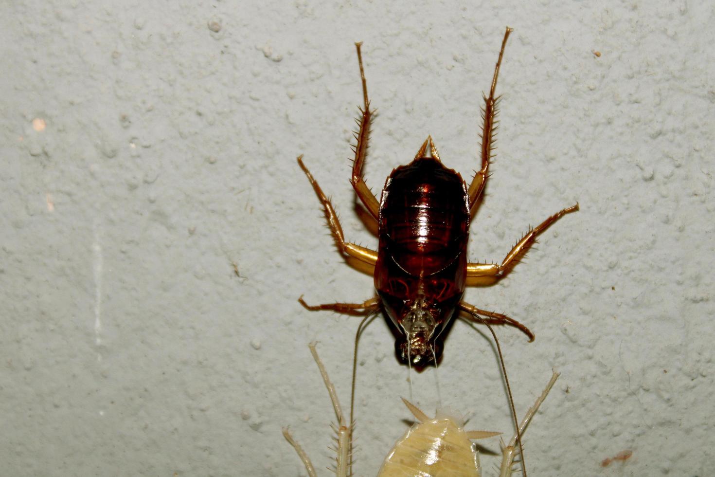 barata transforma a pele vermelha em branca. foto