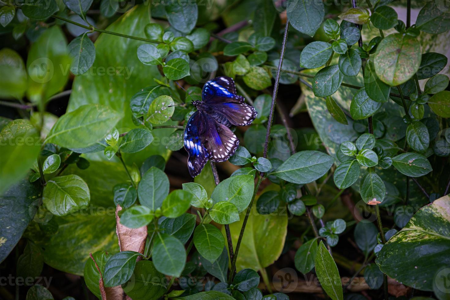 closeup linda borboleta em um jardim de verão foto