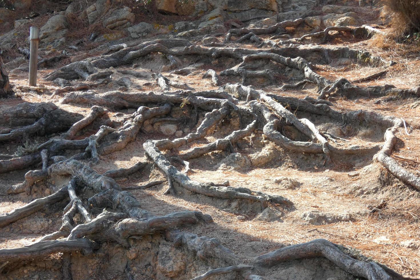 pinheiros, rochas e falésias na costa brava catalã no mar mediterrâneo foto