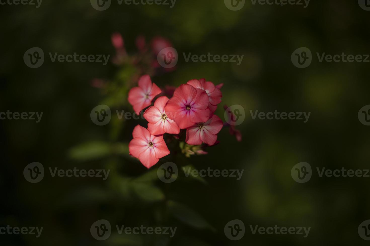 flor rosa do jardim. flores de verão de fundo natural. foto