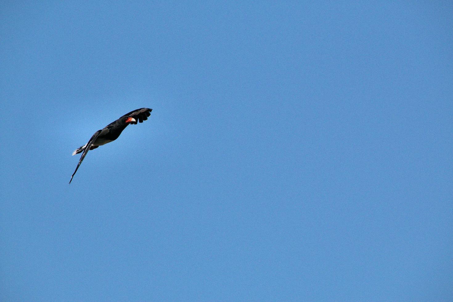 uma visão de um falcão preto foto