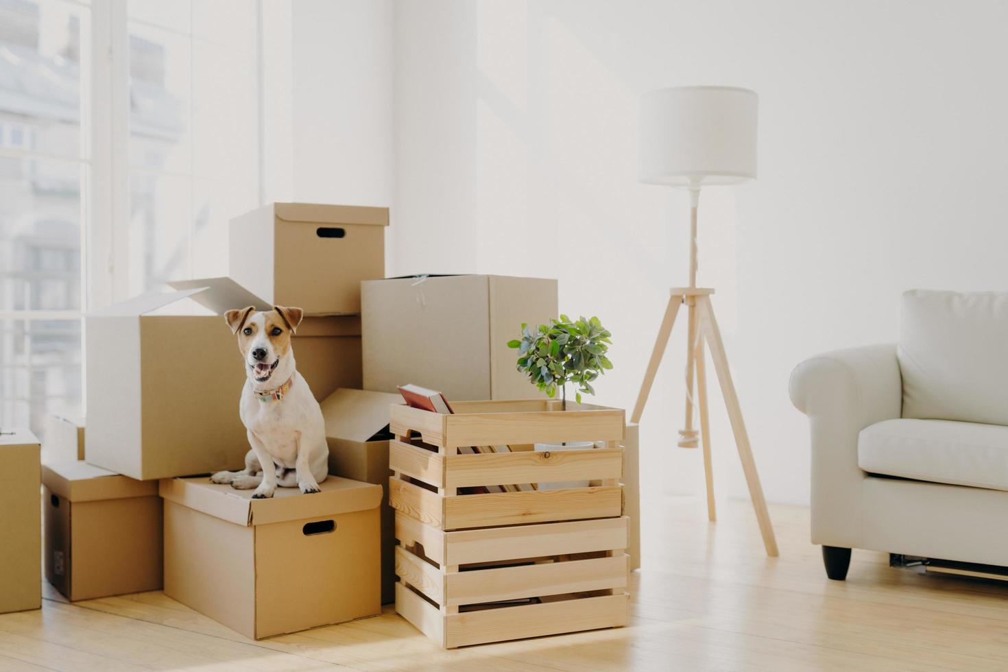 foto de cachorro fofo de pedigree posa na pilha de caixas de papelão com pertences do proprietário, realocar em novo apartamento, quarto vazio com paredes brancas, lâmpada e sofá, janela grande. animais e conceito de dia em movimento