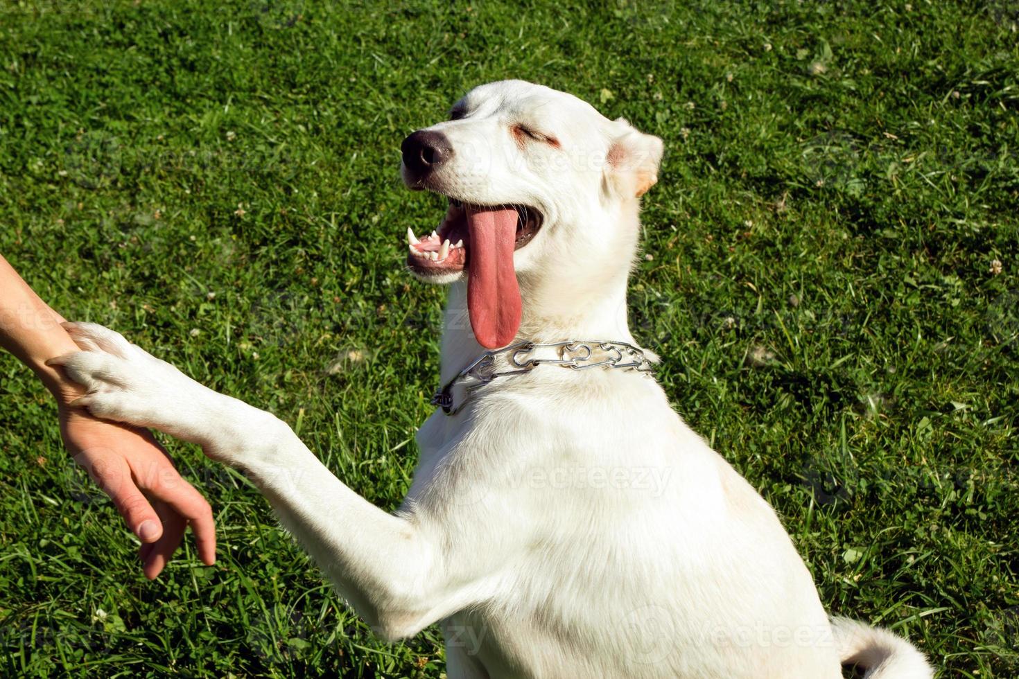 lindo cachorro branco está segurando por mão seu dono. foto