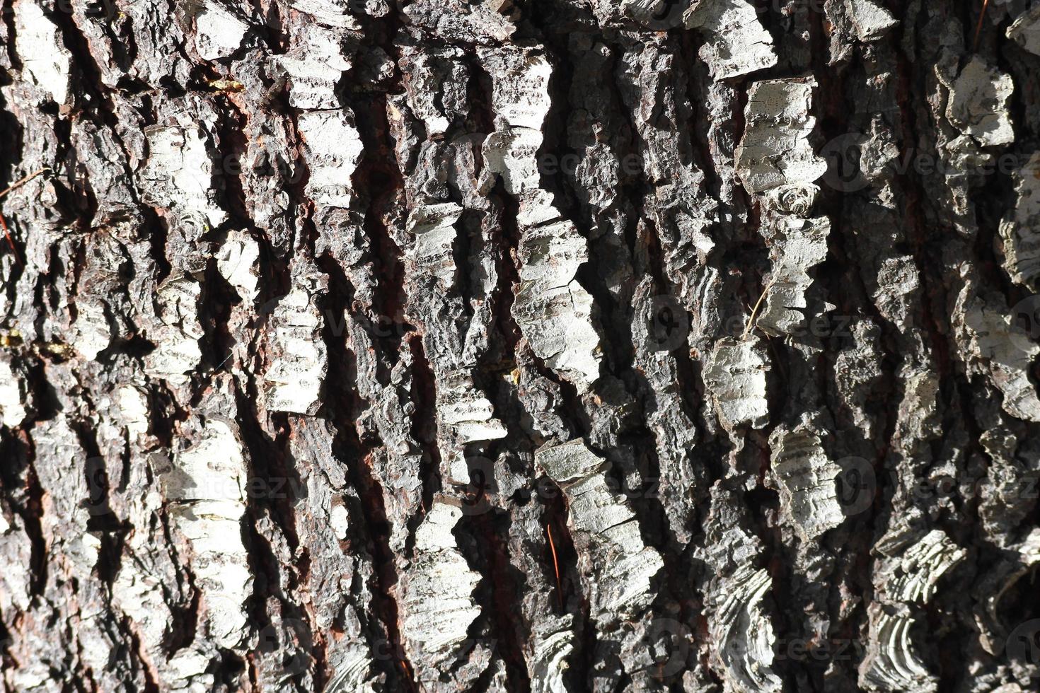 textura de casca de pinheiros grandes e há luz vindo do lado. foto