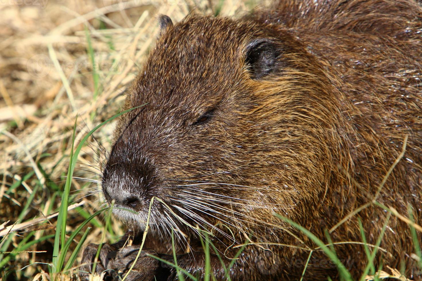 a nutria vive no lago hula no norte de israel. foto