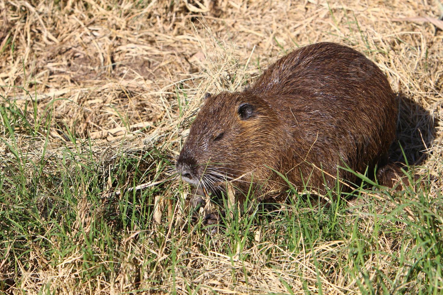 a nutria vive no lago hula no norte de israel. foto