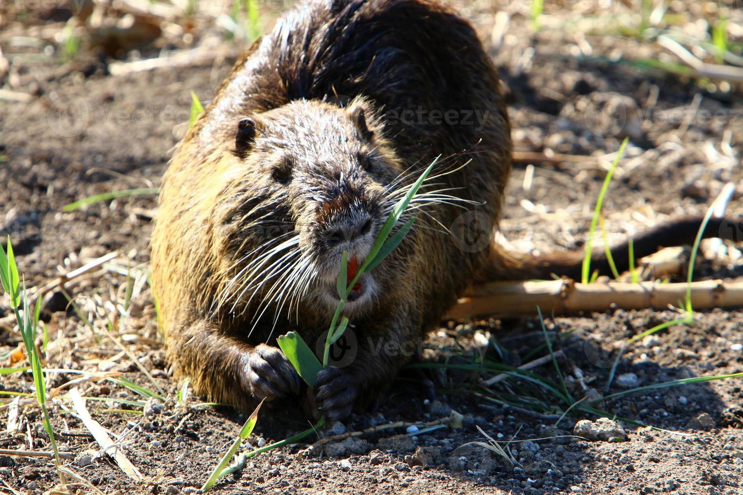 a nutria vive no lago hula no norte de israel. foto