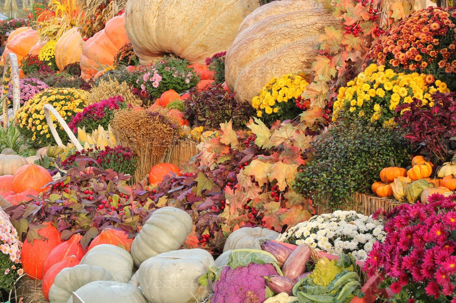 abóboras e cabaças orgânicas coloridas na feira agrícola. colhendo o conceito de tempo de outono. jardim queda planta natural. decoração de dia das bruxas de ação de graças. fundo rural fazenda festiva. comida vegetariana. foto