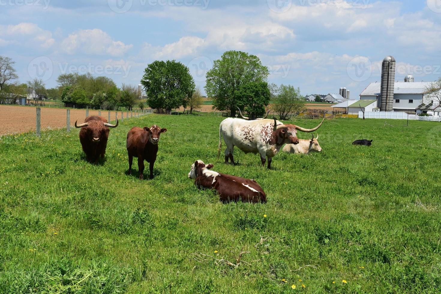 bela fazenda da pensilvânia com vacas em um campo foto