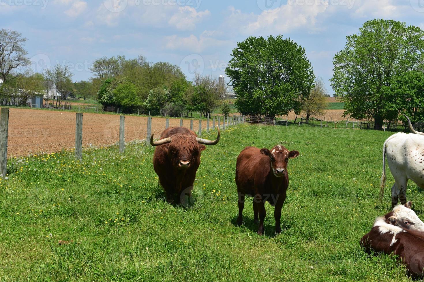 vaca marrom desgrenhada das montanhas em um campo com outras vacas foto