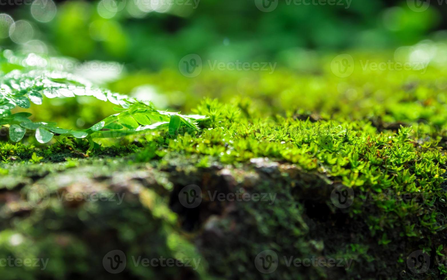 frescor verde musgo e samambaias com gotas de água crescendo na floresta tropical foto