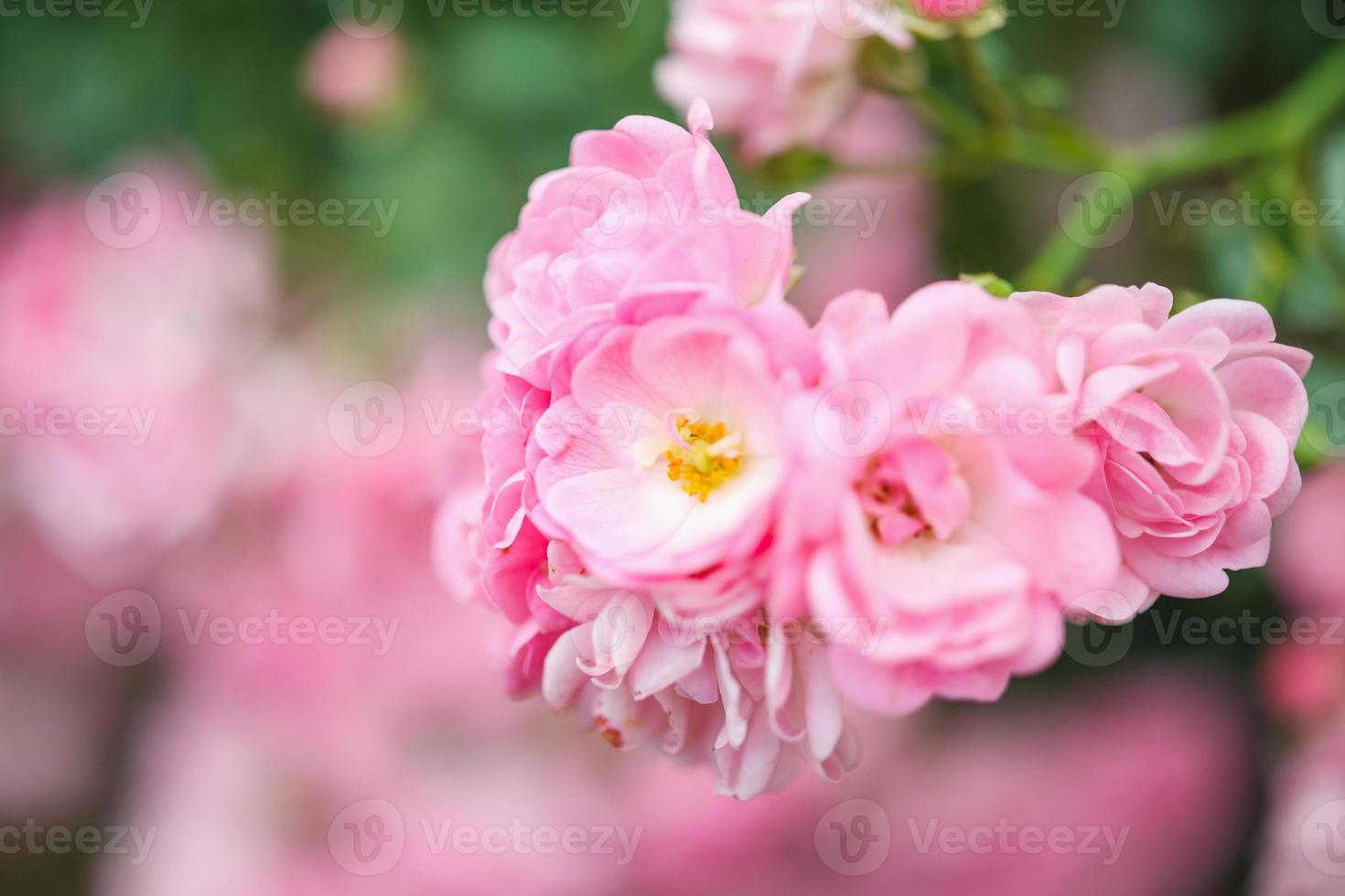 lindas flores de rosas cor de rosa no jardim foto