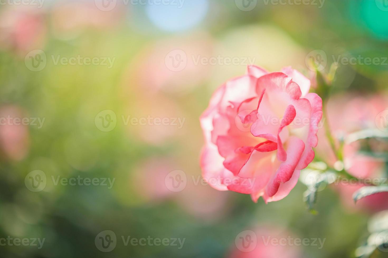 lindas flores de rosas cor de rosa no jardim foto