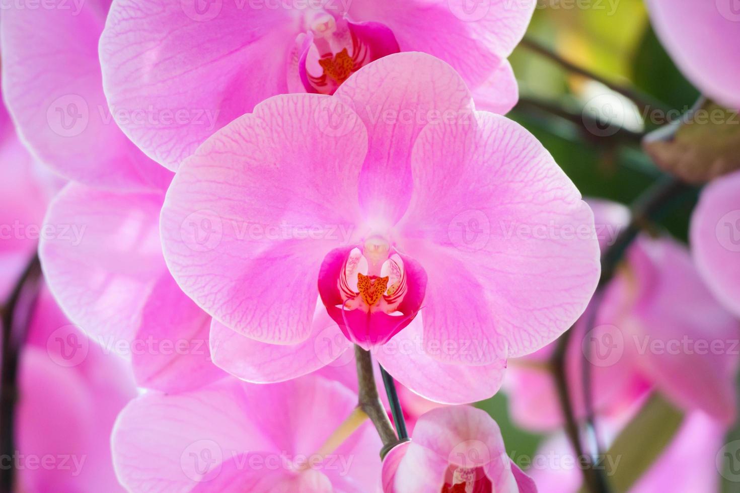 linda flor de orquídea phalaenopsis florescendo no fundo floral do jardim foto