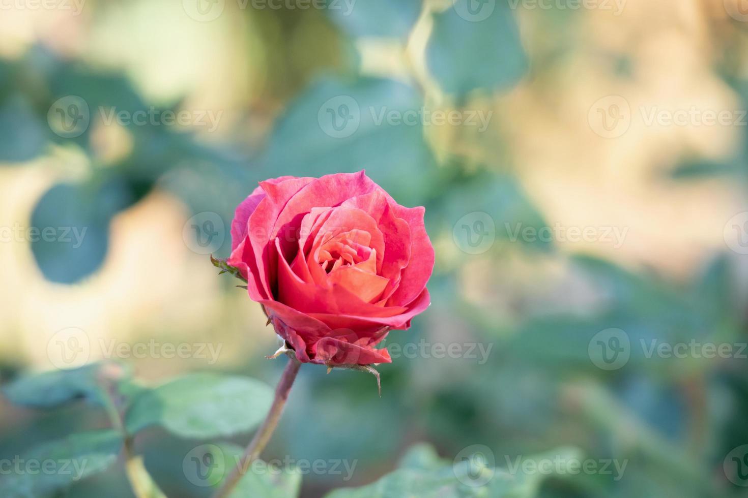 linda flor de rosas vermelhas no jardim foto