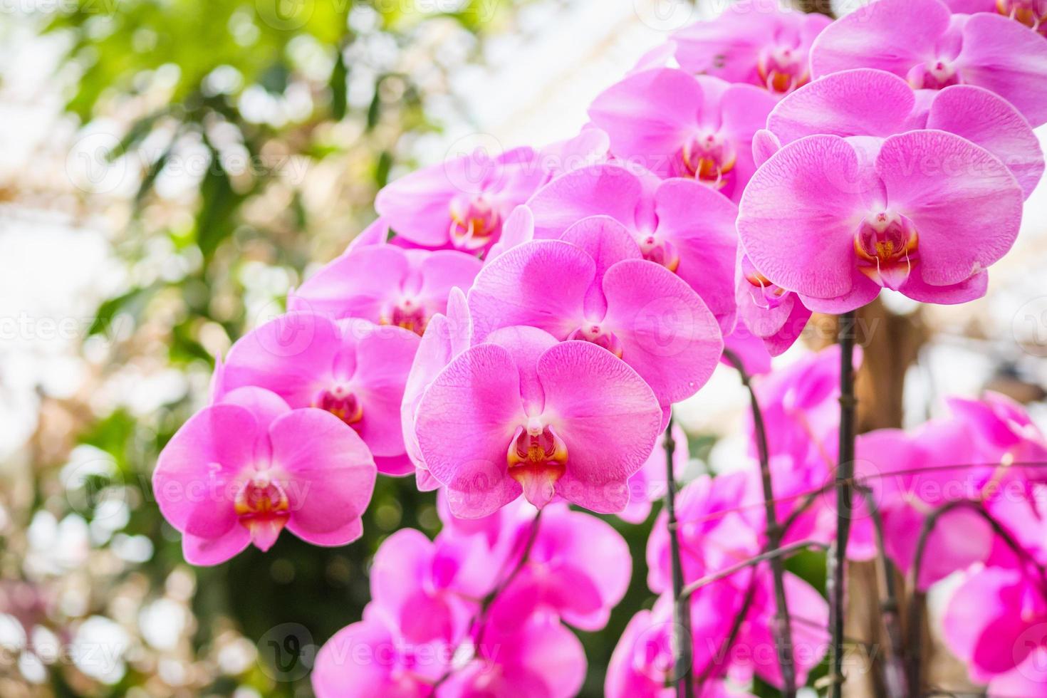 linda flor de orquídea phalaenopsis florescendo no fundo floral do jardim foto