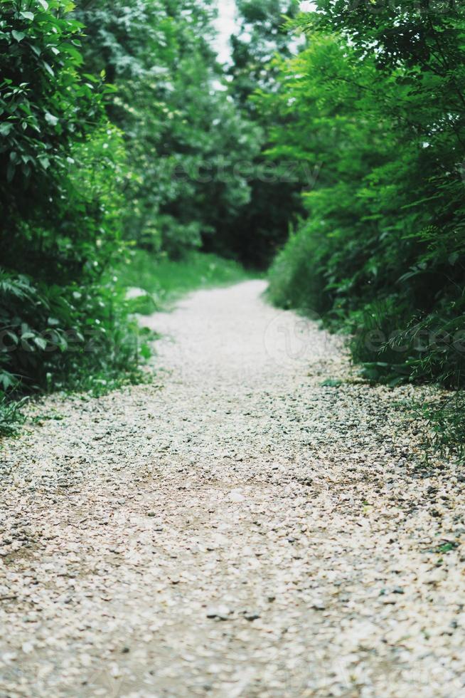 um túnel com um caminho através de plantas fofas para a floresta. foto