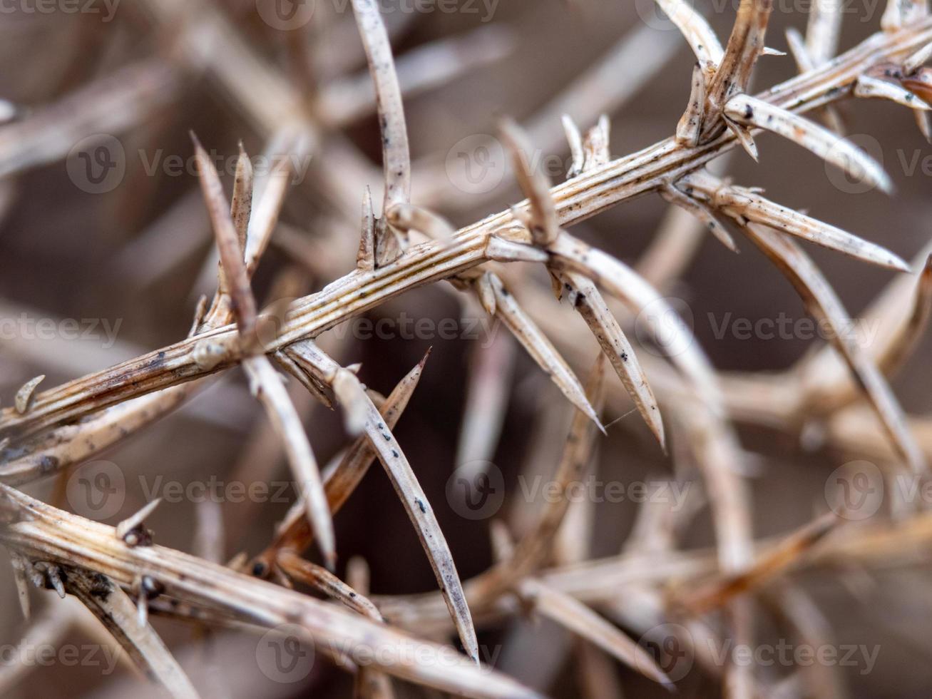 fechar foto macro de pontas afiadas em uma planta seca