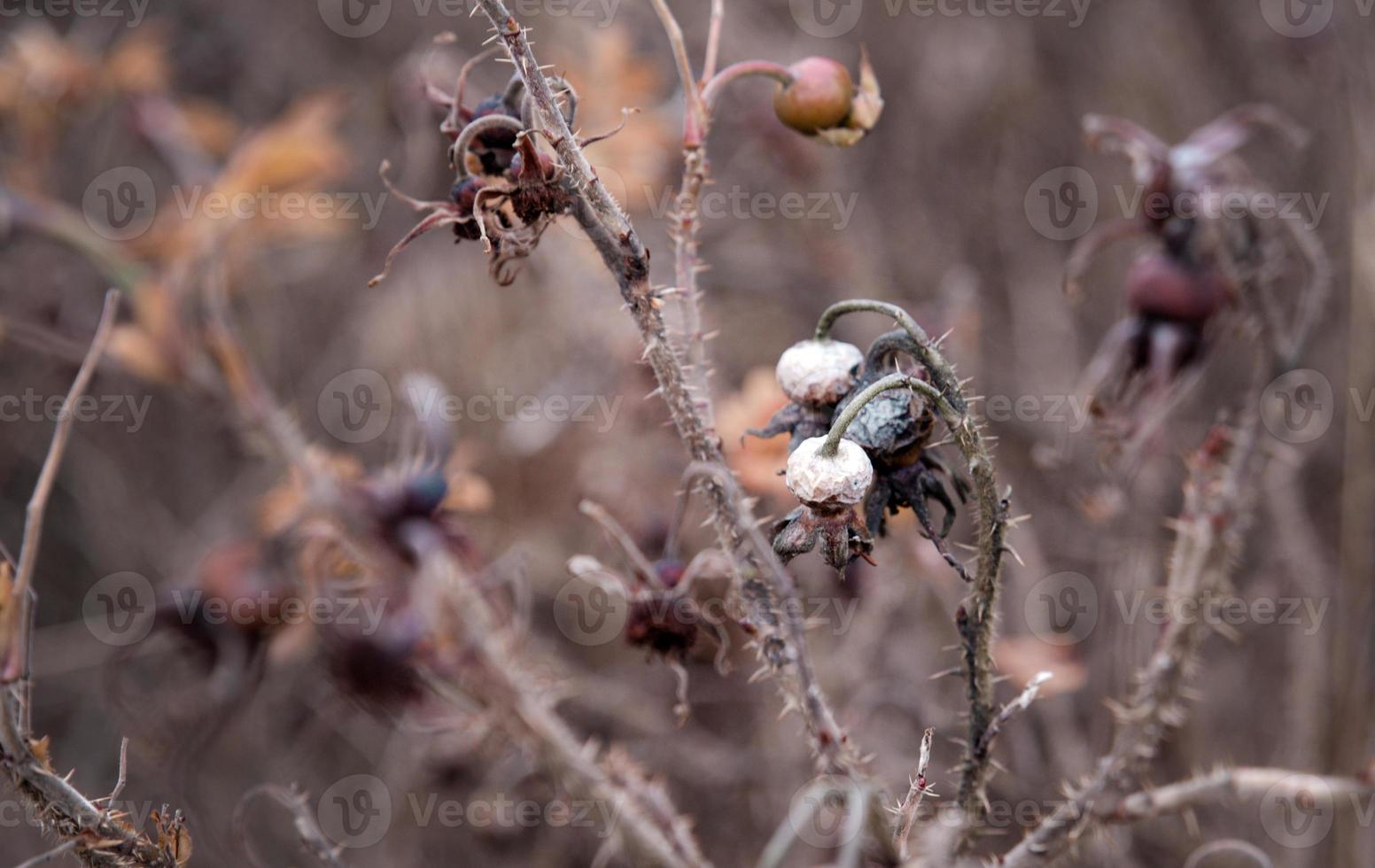 bagas secas nos ramos espinhosos de um arbusto de rosa mosqueta foto