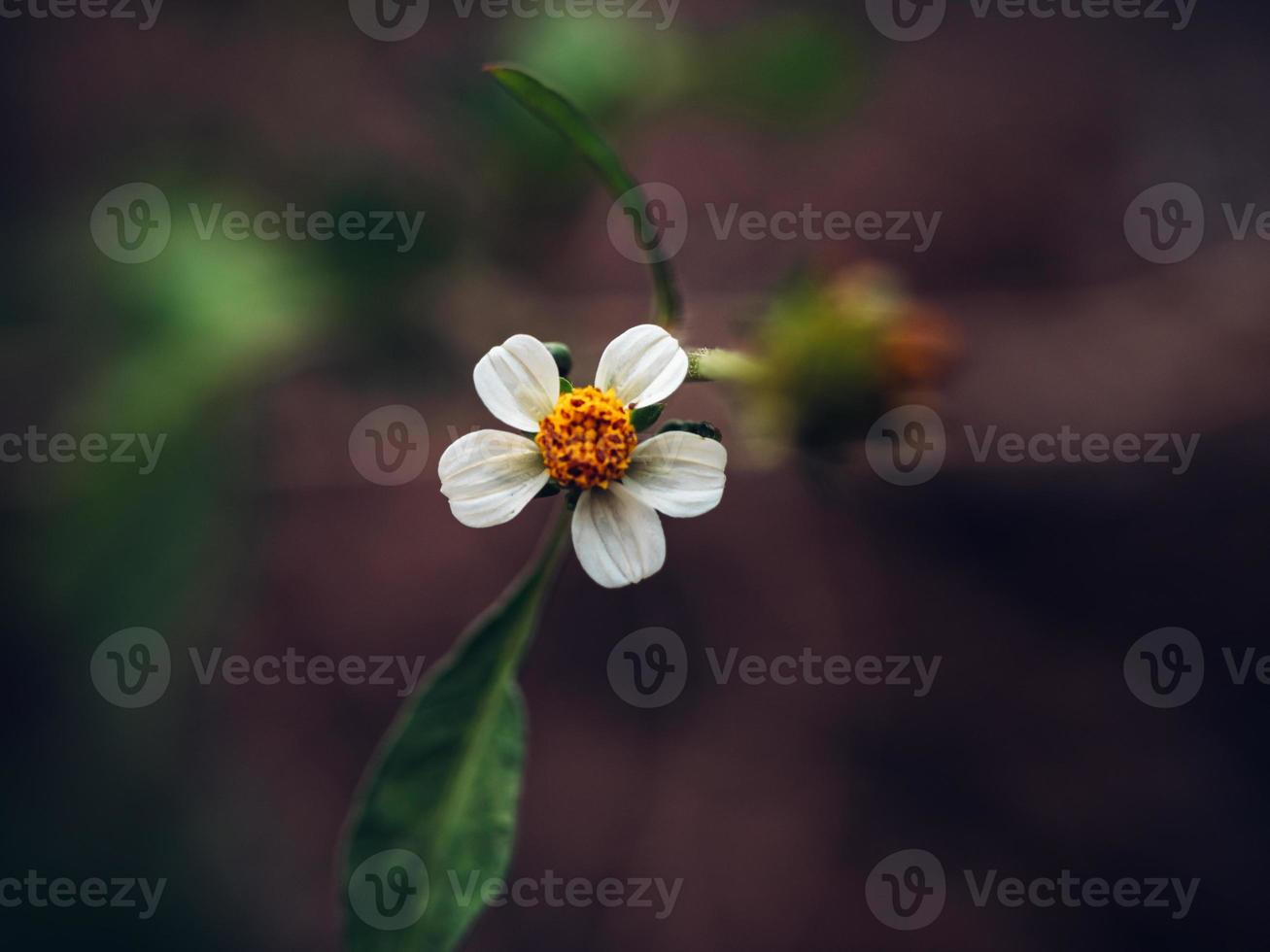 close-up foto de uma pequena flor bidens pilosa