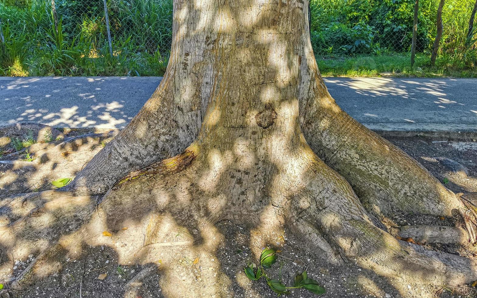 enorme bela sumaúma árvore ceiba com picos no méxico. foto