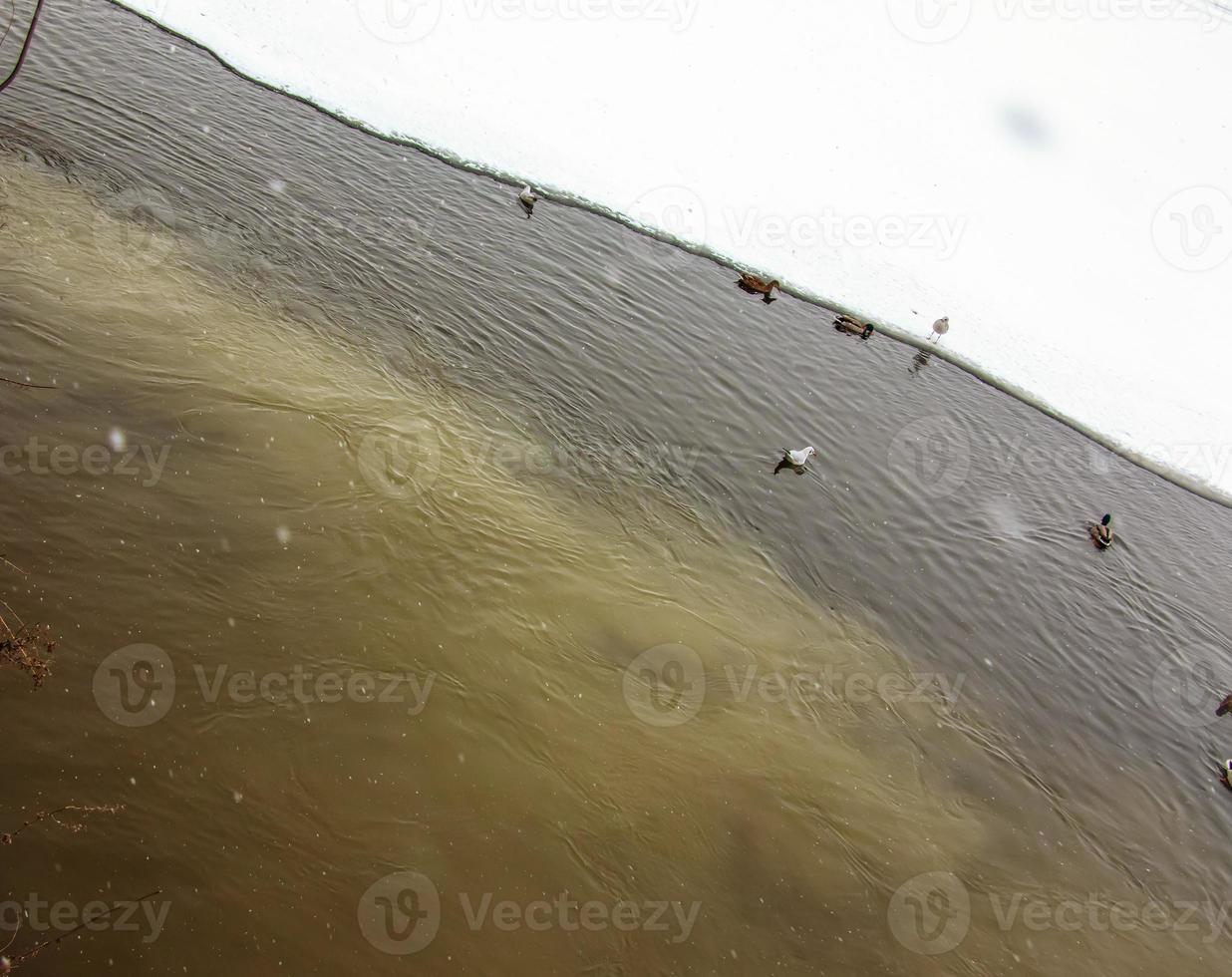 esgoto ou esgoto da cidade entra no rio e polui a água e o meio ambiente com resíduos e odor de esgoto. inverno, gelo, patos em um rio sujo foto