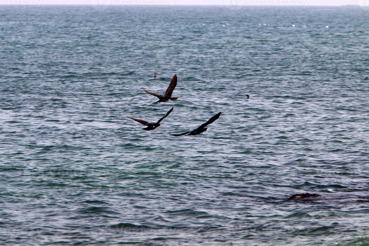 aves marinhas biguás à beira-mar em israel. foto