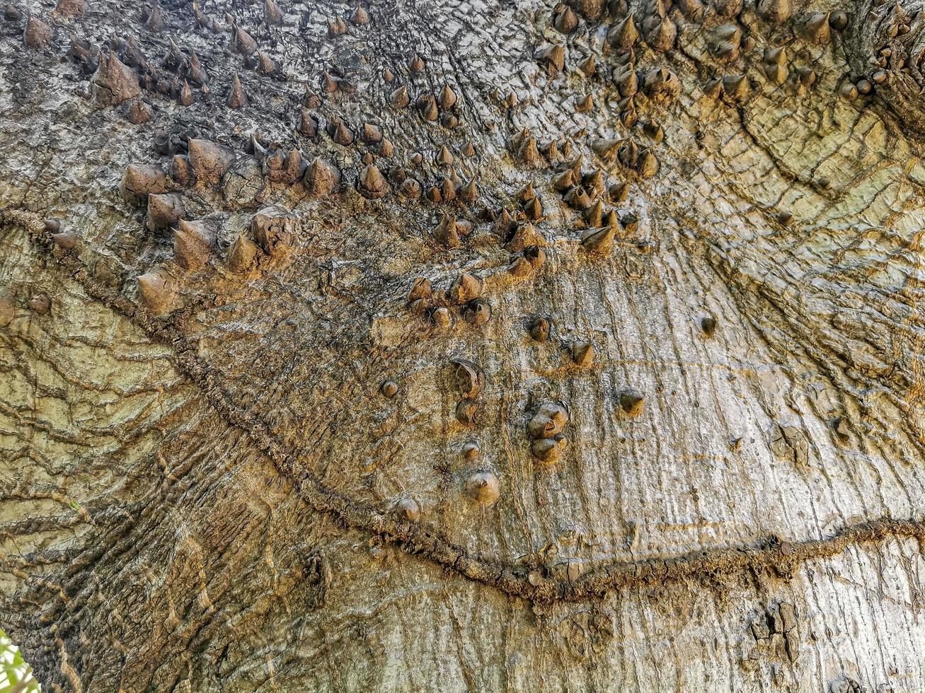 enorme bela sumaúma árvore ceiba com padrão de textura de picos. foto