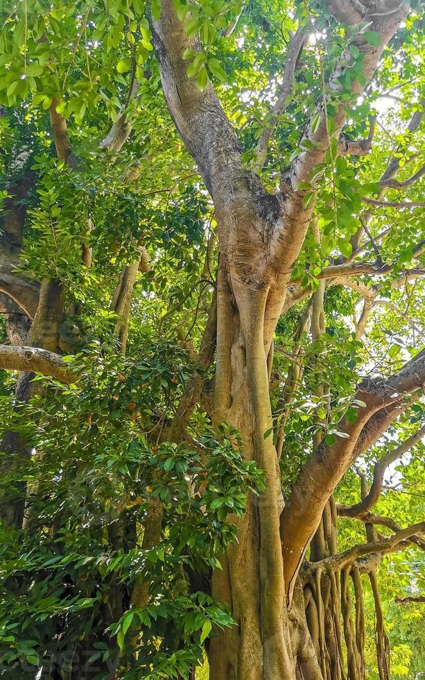 enorme linda ficus maxima figueira playa del carmen méxico. foto