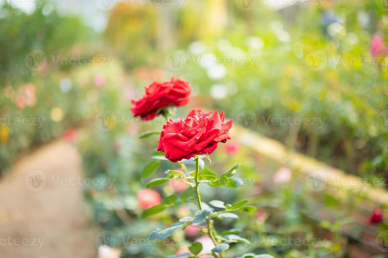 linda flor de rosas vermelhas no jardim foto