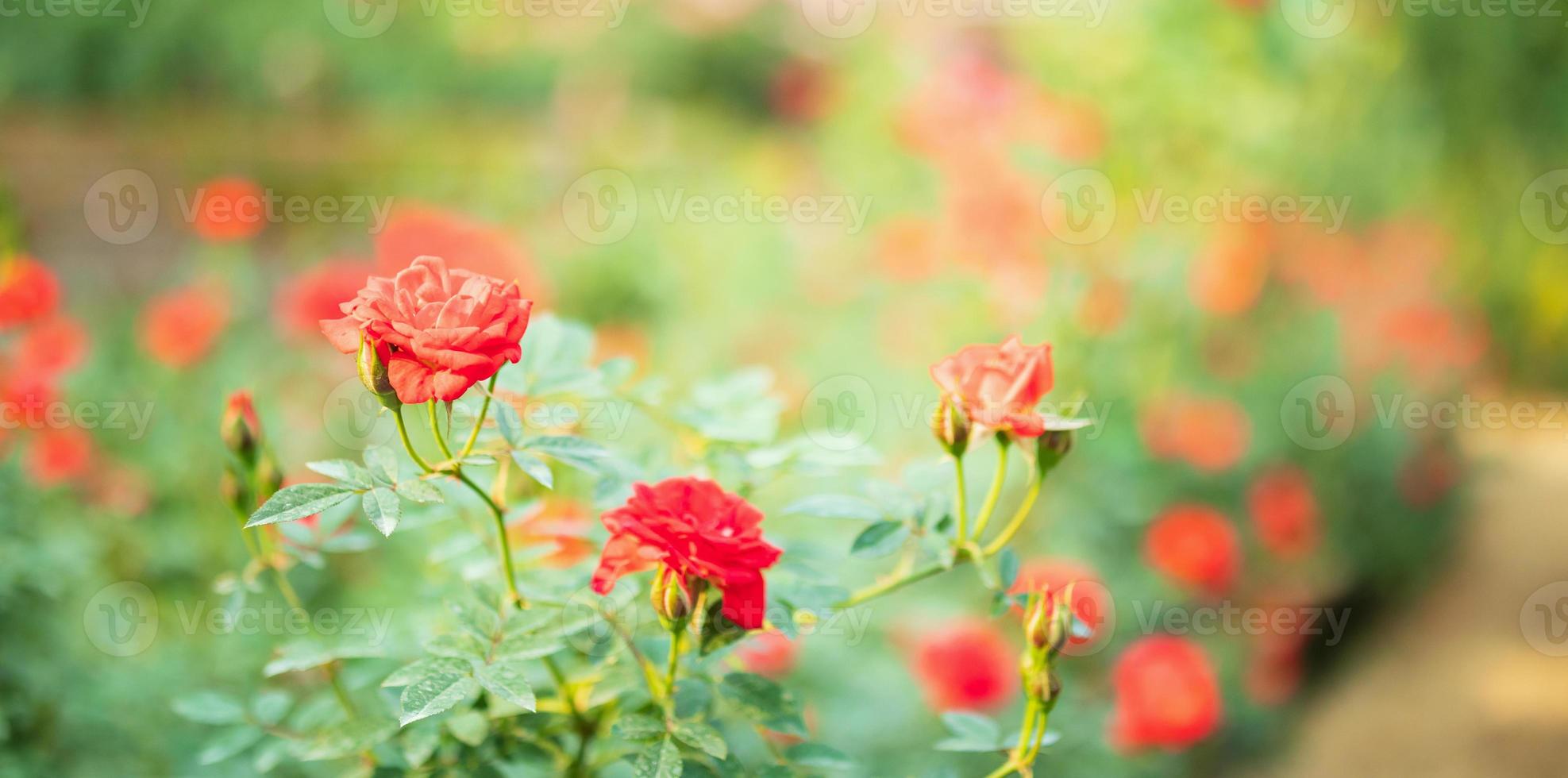 linda flor de rosas coloridas no jardim foto