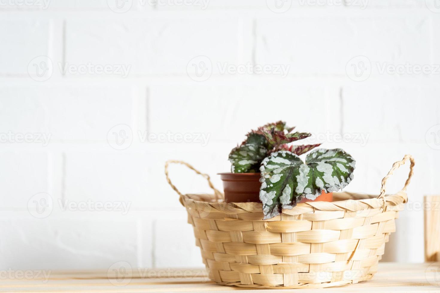 casa planta em vaso begônia decorativa decídua no interior da casa. hobbies em crescer, cuidar de plantas, estufa, jardinagem em casa. foto