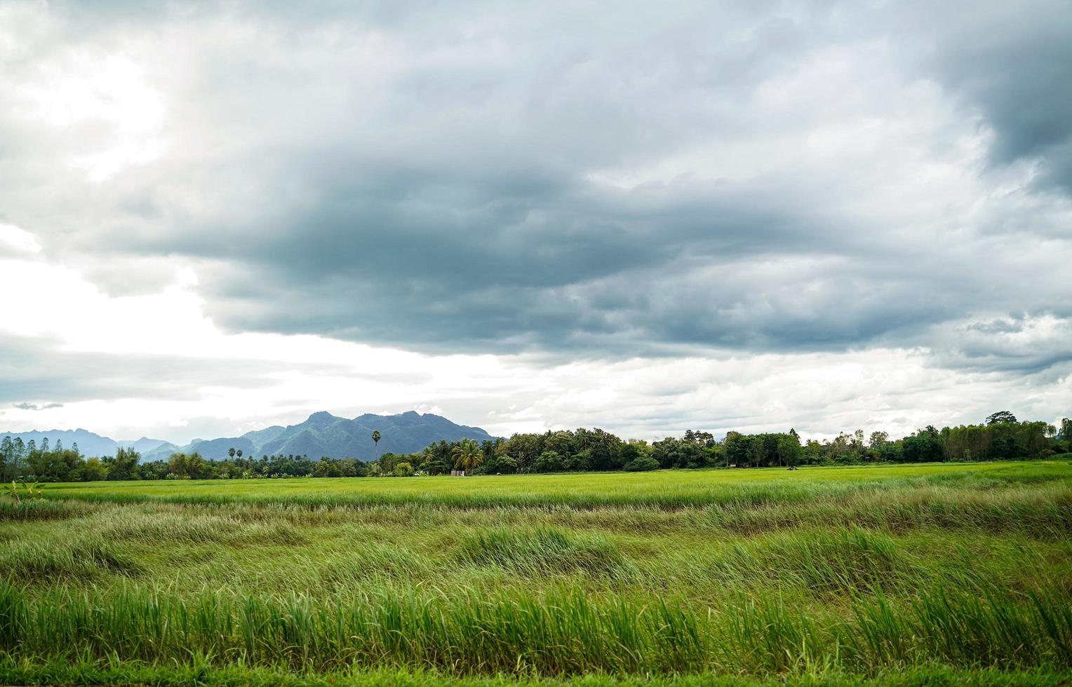 campo de arroz verde com fundo de montanha sob céu nublado após chuva na estação chuvosa, arroz de vista panorâmica. foto