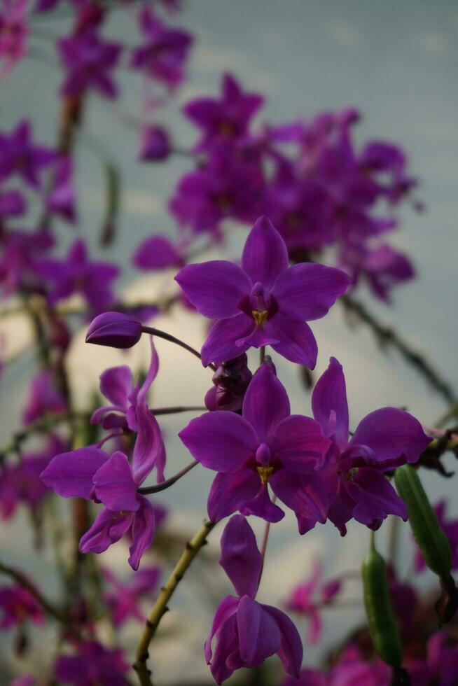 a orquídea roxa da terra em flor 12861661 Foto de stock no Vecteezy