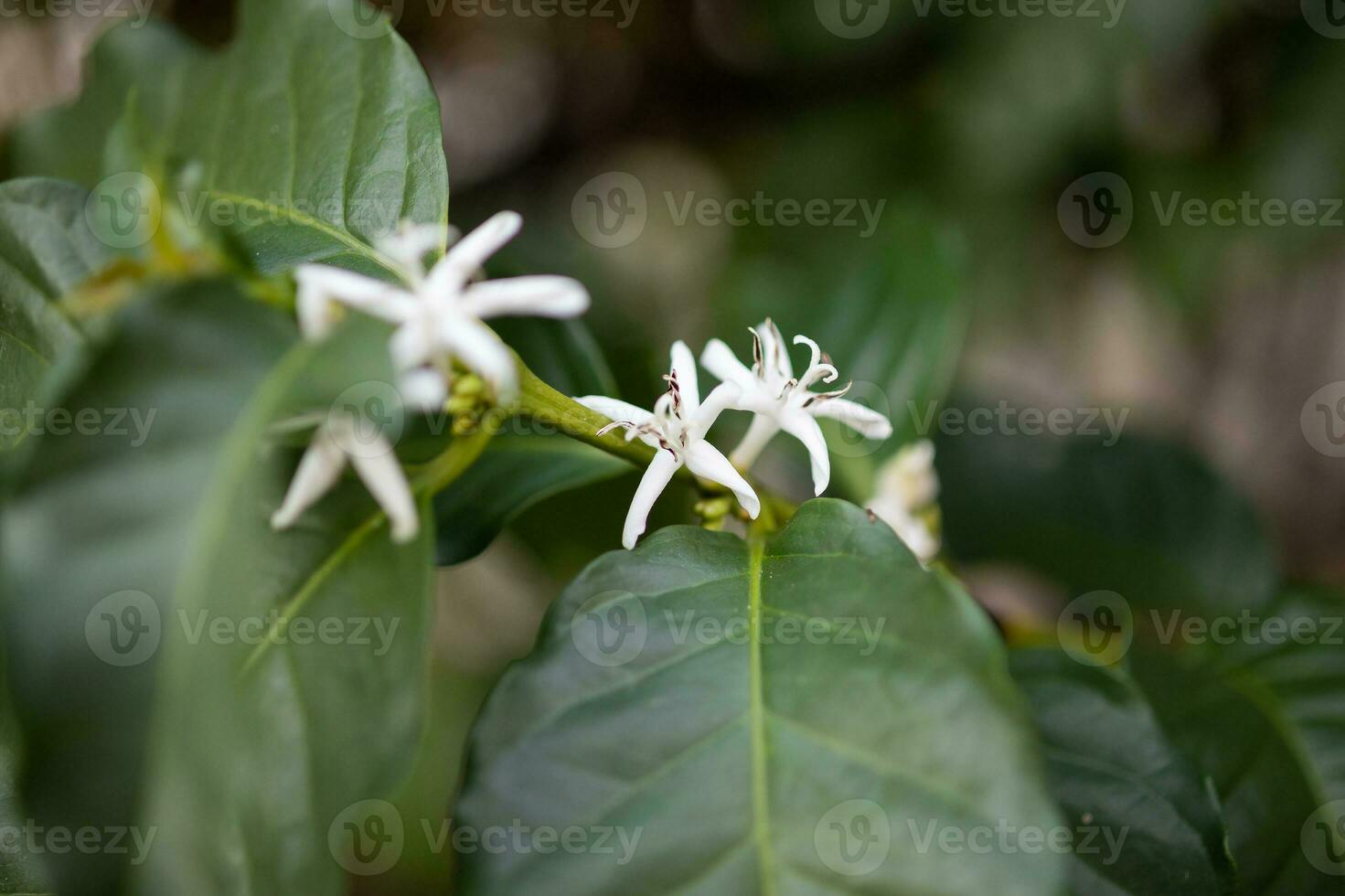 flor branca na árvore de café close-up foto