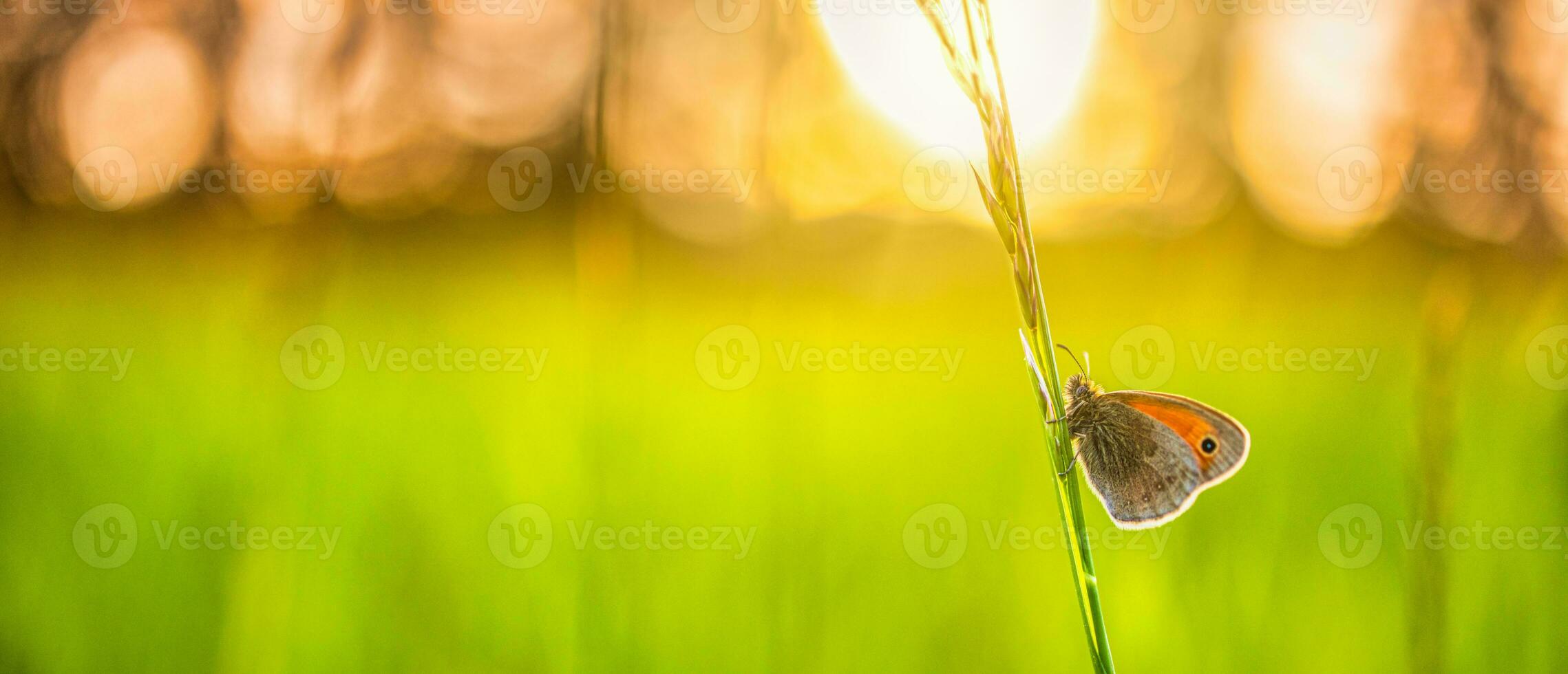 campo de prado natureza pôr do sol com borboleta como conceito de fundo de outono. lindo prado de outono, fundo de campo florestal. incrível inspirar closeup da natureza. aventura de caminhadas ao ar livre closeup natureza foto