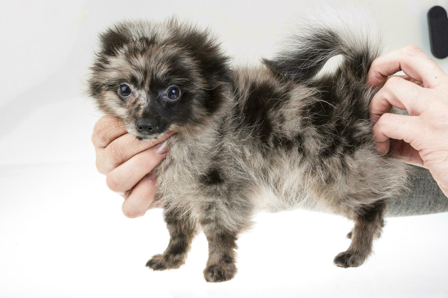 spitz da Pomerânia em fundo branco foto